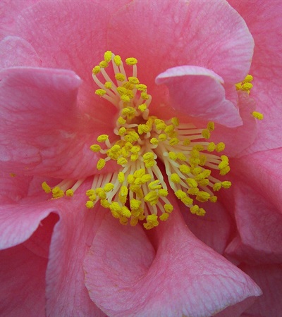 Camellia Ack-Scent
